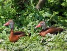 Black-Bellied Whistling Duck (WWT Slimbridge May 2013) - pic by Nigel Key